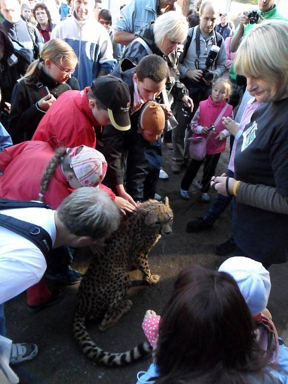 Gepardice v olomoucké zoo