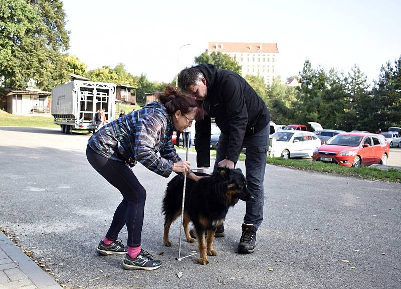 Historické psí plemeno - Chodský pes, mělo první svod ve Žraloku. 4.10. 2021