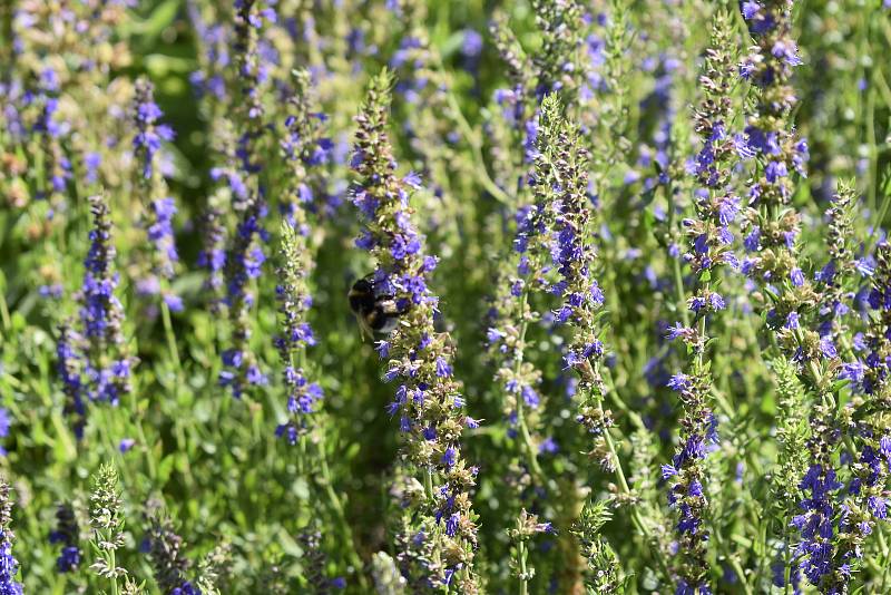 V Botanické zahradě se skrývá spousta zajímavé zeleně. Yzop lékařský. 28.7.2020