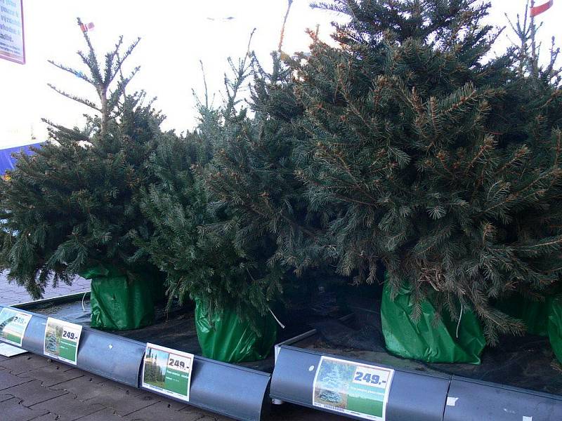 Prodej vánočních stromků v Prostějově