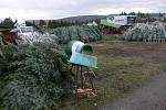 Plantáž vánočních stromků u Plumlova