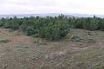 Plantáž vánočních stromků u Plumlova