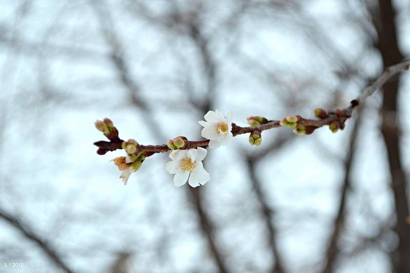 Kvetoucí stromy v Němčicích nad Hanou - 5. ledna 2019