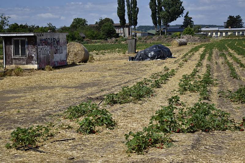 V pondělí 14. června byl zahájen letošní samosběr jahod v Prostějově.