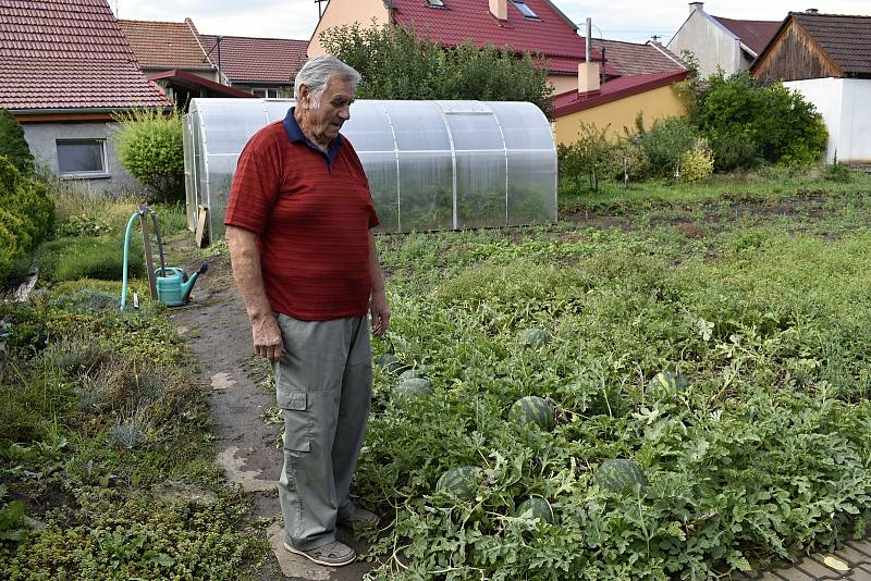 Zdeněk Dopita pěstuje melouny ve Služíně na zahradě.