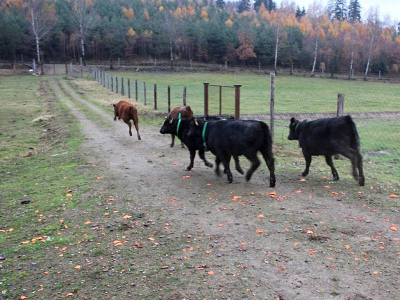 Jalovice Aberdeen Angus u Zámečku nad Běleckým Mlýnem