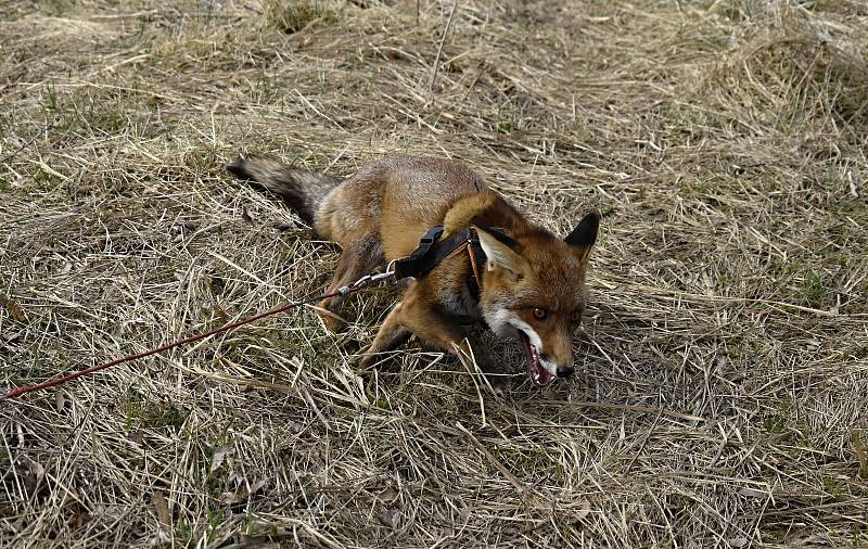 Myslivec Radomil Holík chová lišku Coco v panelovém bytu na prostějovském sídlišti.