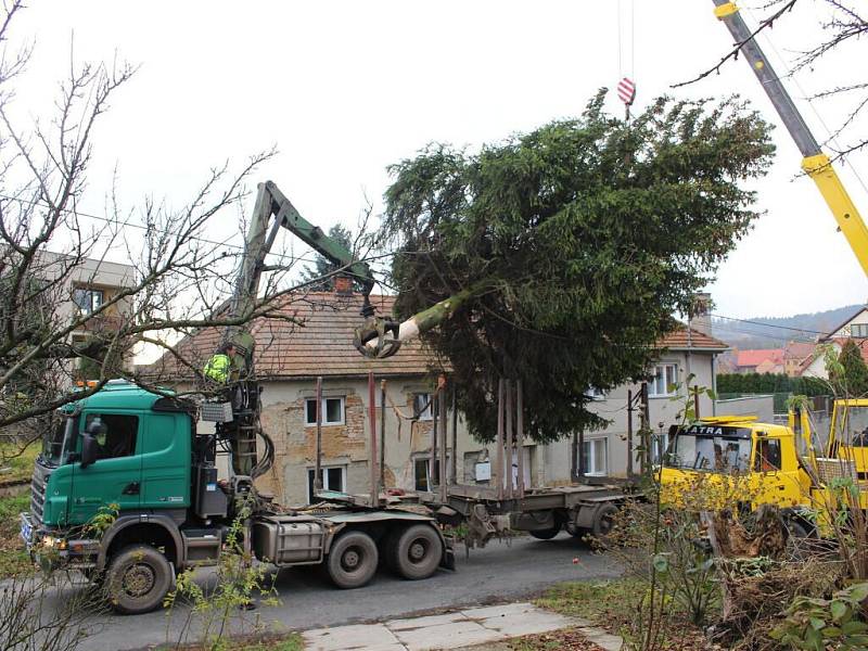 Seloutky – úterý 22. listopadu ráno – Kácení vánočního smrku pro Prostějov