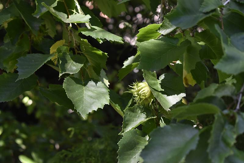 V Botanické zahradě se skrývá spousta zajímavé zeleně. Líska turecká. 28.7.2020