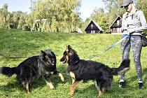 Historické psí plemeno - Chodský pes. Ilustrační foto