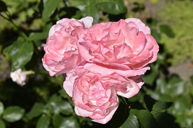 V Botanické zahradě se skrývá spousta zajímavé zeleně. Růže Queen Elizabeth. 28.7.2020