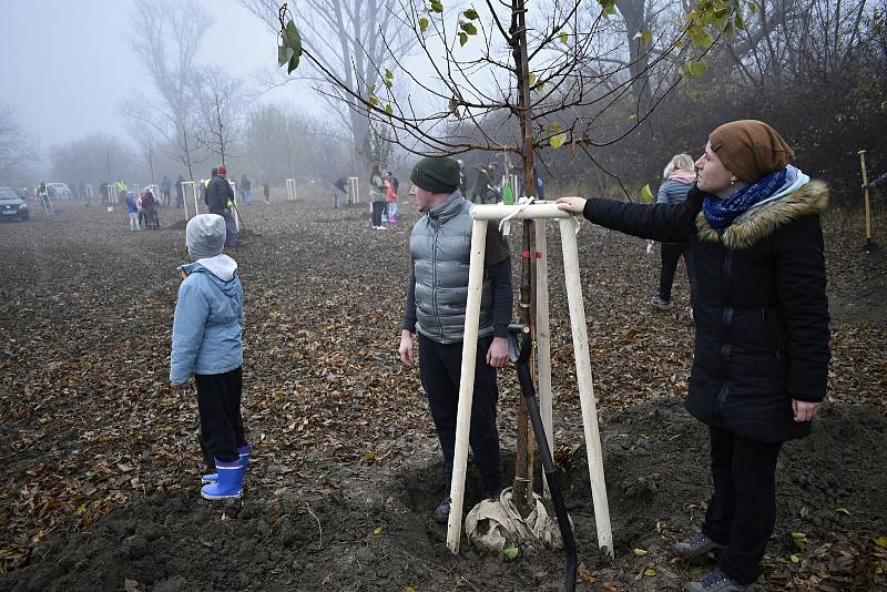 Východní část Prostějova, takzvaný cvikl v Čechůvkách, se stal místem kde se premiérově uskutečnila komunitní výsadba stromů. 13.11. 2021