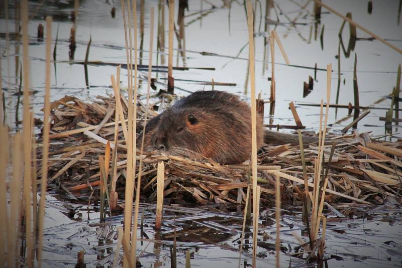 Nutrie na rybníku Bidelec v Plumlově