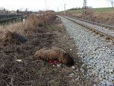 Ovce vběhly pod vlak, tři srážku nepřežily. 