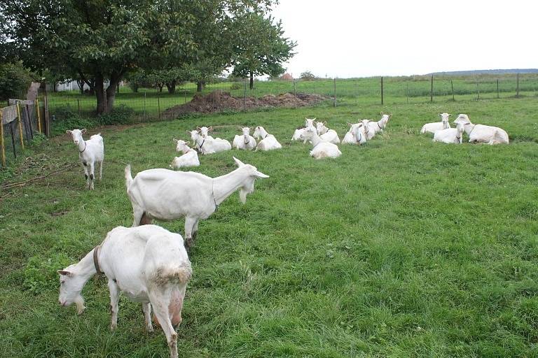 Na kozí farmě v Čelechovicích se nenudí kozy, návštěvníci, už vůbec chovatelé