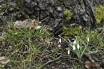 Kvetoucí sněženky a další jarní rostlinky hlásí příchod jara v Olšanech u Prostějova. 1.3. 2021.