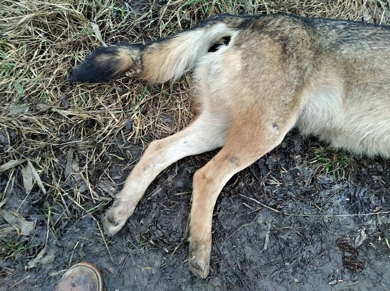 Nález mrtvého vlka v pondělí 17. ledna 2022 v blízkosti D46 u Olšan u Prostějova