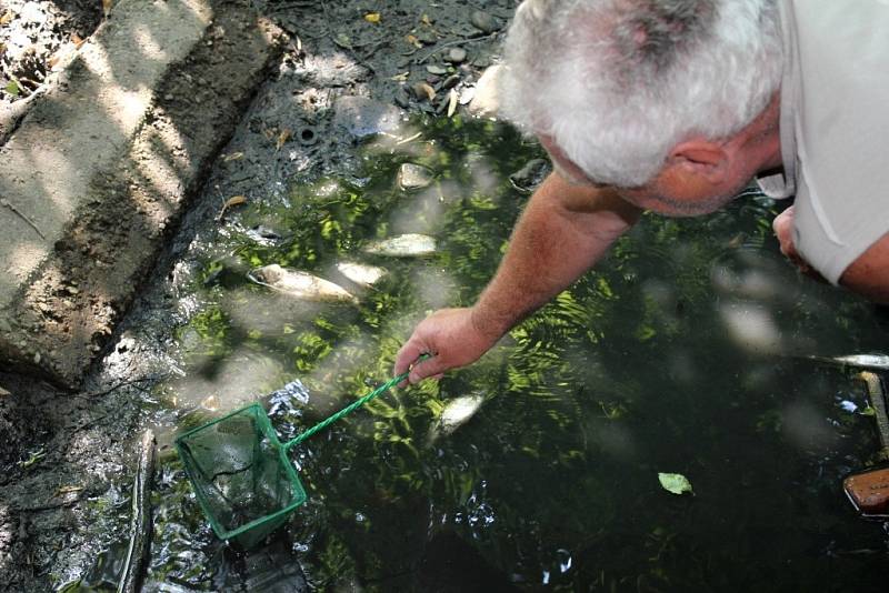 Téměř vyschlá Hloučela. Rybky bojují o přežití, šanci mají minimální