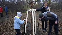 Východní část Prostějova, takzvaný cvikl v Čechůvkách, se stal místem kde se premiérově uskutečnila komunitní výsadba stromů. 13.11. 2021