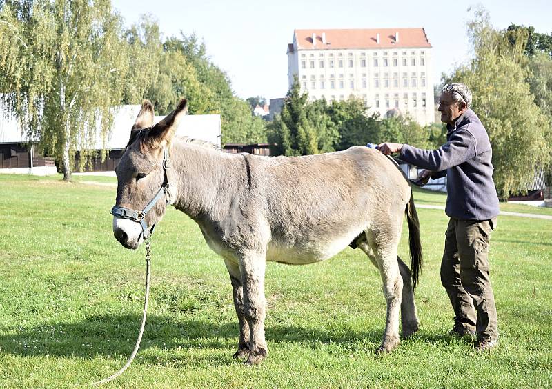 Německý dobrodruh Michael Rinderle se svým oslem křižuje republiku. Míří až na Dálný východ. 4.10. 2021