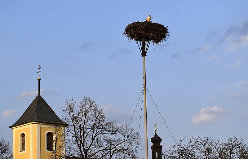 Čáp přiletěl do Bohuslavic ve čtvrtek 25. března 2021.