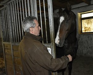 Ve stájích Na Srdéčku se připravují pod vedením trenéra Stanislava Popelky koně na Velkou Pardubickou. Dvanáctiletý hnědák Valach Lombargini.