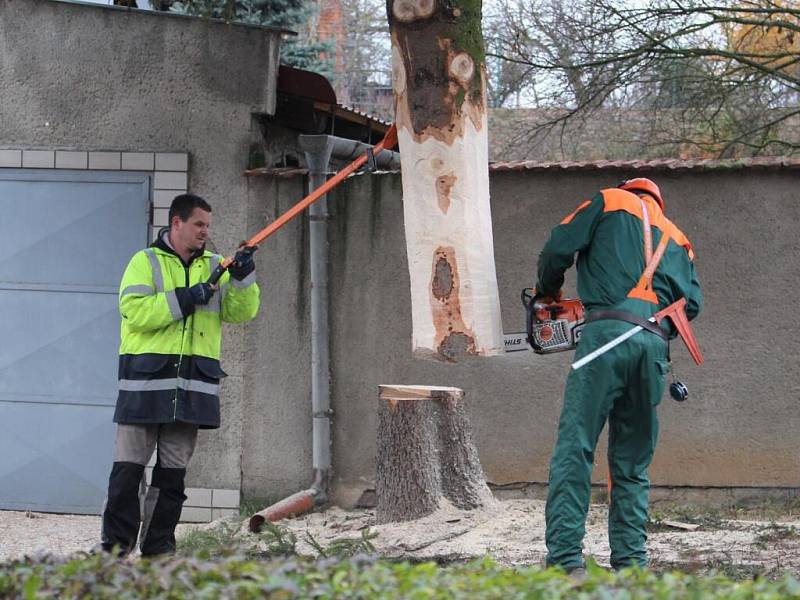 Seloutky – úterý 22. listopadu ráno – Kácení vánočního smrku pro Prostějov