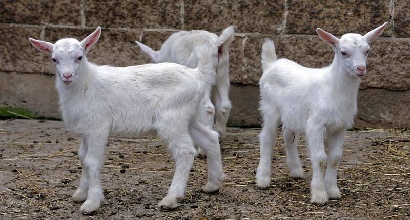 Návštěva na kozí farmě Rozinka v Čelechovicích na Hané