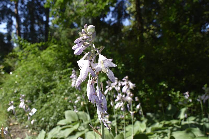 V Botanické zahradě se skrývá spousta zajímavé zeleně. Bohyška. 28.7.2020