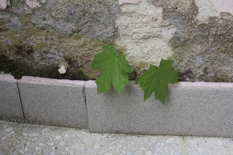 Muž bydlící v městském bytě v Prostějově si stěžuje na jeho stav. Na balkónu mu vyrostl javor.