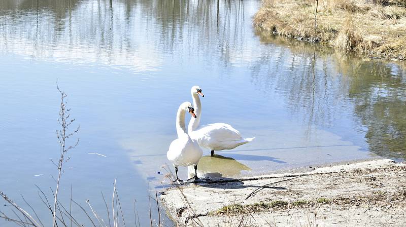 Prostějovský rybník má po letech opět svůj labutí pár. 24.3. 2022