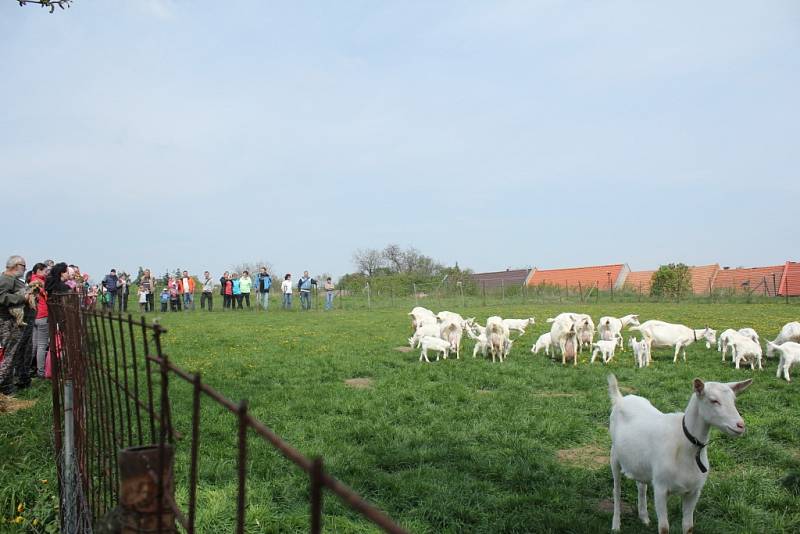 Rodiny s dětmi vyrazily na Bílou sobotu do Čelechovic na Hané. Na zdejších pastvinách se tradičně počítala kůzlátka. Na pastvu jich vyběhlo osmnáct. Chovatelka však kozám ještě průběžně pomáhá rodit. 