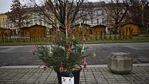 Centrální prostějovské náměstí se halí do vánočního hávu. Ozdobený už je vánoční strom a desítky malých smrčků. 26.11. 2020