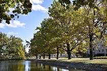 Staleté duby na hrázi drozdovického rybníka byly nominovány do celostátní soutěže Alej roku. 26.10. 2021