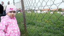 Rodiny s dětmi vyrazily na Bílou sobotu do Čelechovic na Hané. Na zdejších pastvinách se tradičně počítala kůzlátka. Na pastvu jich vyběhlo osmnáct. Chovatelka však kozám ještě průběžně pomáhá rodit. 