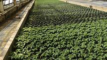 Zahradnictví Atanasov v Prostějově - Zelenina od bulharských zahradníků zásobuje Prostějov již sedmdesát let. 16.4. 2020