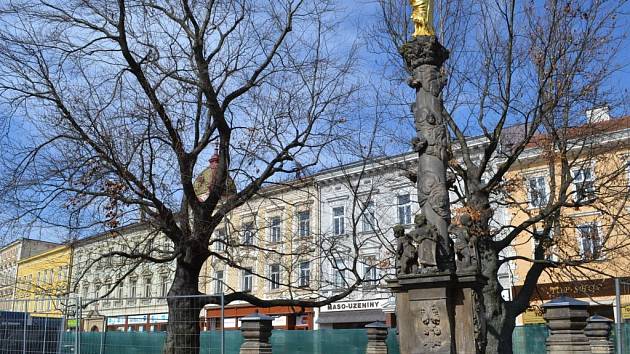 V rámci revitalizace náměstí TGM měl jít k zemi i červený buk u morového sloupu. Město ho chtělo skácet na doporučení odborníků, proti byli ochránci přírody i státní úředníci.