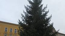 Vánoční smrk z Vrahovic už je na náměstí T. G. Masaryka. A čeká na ozdoby.