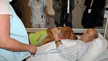 V prostějovské nemocnici zpříjemňuje pacientům canisterapeutický pes Bella. 31.1. 2020