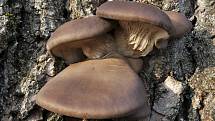  Hlíva ústřičná a Penízovka sametonohá - zimní houby zdravotně prospěšné.