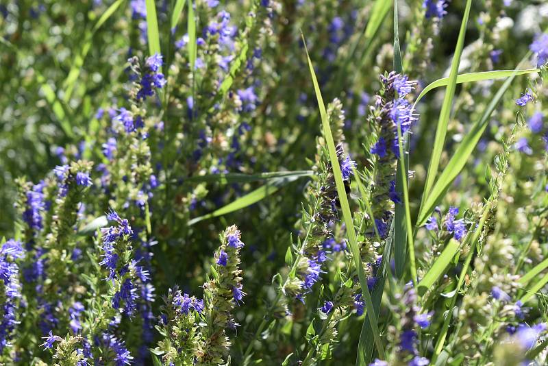 V Botanické zahradě se skrývá spousta zajímavé zeleně. Yzop lékařský. 28.7.2020