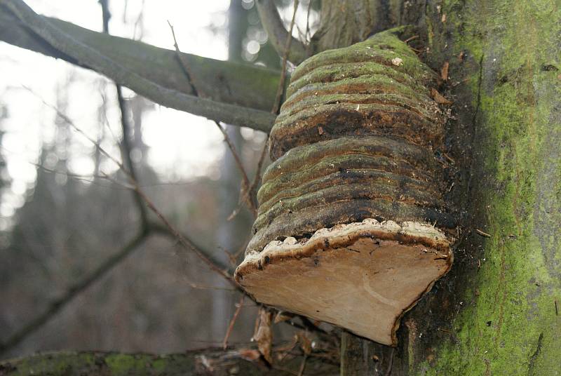 Vánoční houbaření u Nývltů - troudnatec kopytovitý