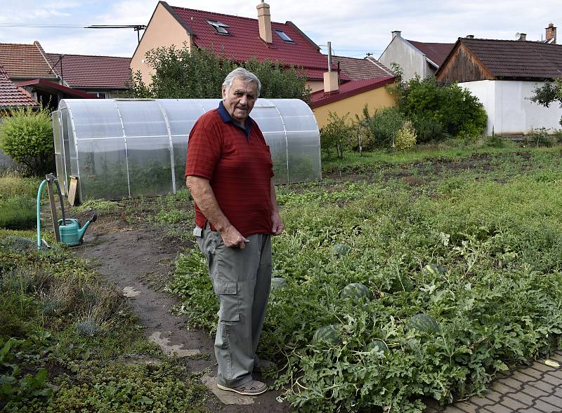 Zdeněk Dopita pěstuje melouny ve Služíně na zahradě.