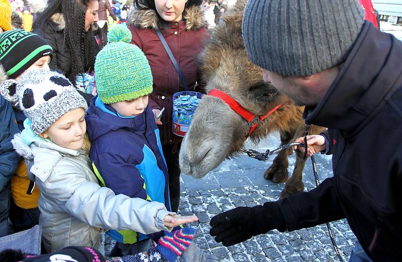 Příchod tří králů do Kaplice. Opět nechyběla živá zvířata včetně velblouda.