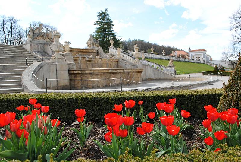 Zámecká zahrada v Českém Krumlově rozkvetla, rozzářily ji hlavně tulipány.