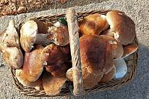 Padají slova o tom, že houby už moc nerostou. V okolí Loučovic na Českokrumlovsku je ale podle této fotografie stále co sbírat. Takové krasavce přinesl pan Jára Ovčáček.