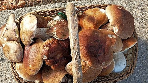 Padají slova o tom, že houby už moc nerostou. V okolí Loučovic na Českokrumlovsku je ale podle této fotografie stále co sbírat. Takové krasavce přinesl pan Jára Ovčáček.