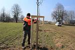 Křižovatka u Velešína porostu dřevin zbavená a výsadba stromořadí na Holkově u Koňské dráhy.