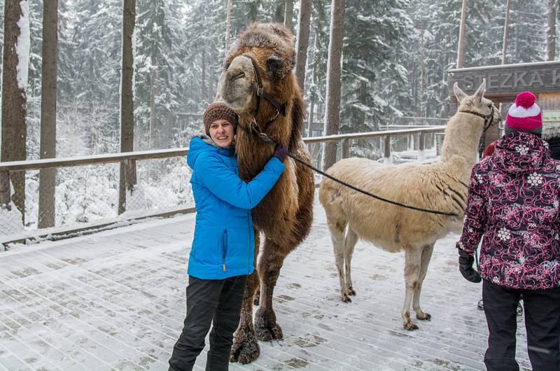 Velbloud Šajtan a lama Otík se producírovali ve sněhu na Lipně.