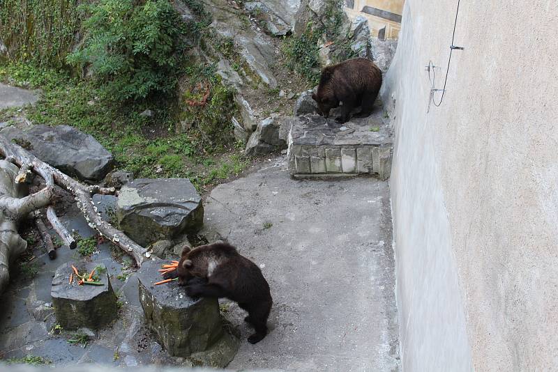 Na medvíďata se přijel podívat ministr životního prostředí Richard Brabec, ředitel ZOO Olomouc Radomír Habáň i dlouholetý medvědářův kamarád Václav Chaloupek.